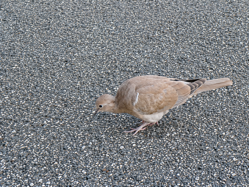 Dove on gravel ground.png