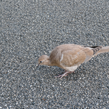 Dove on gravel ground