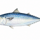 19. さかな（魚）— ikan