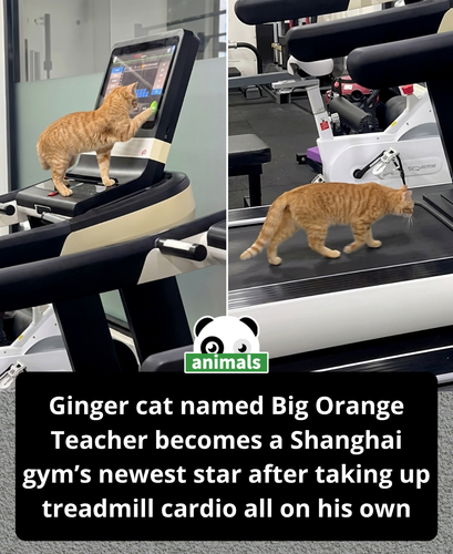 903. This cat is running on the treadmill like a pro.png