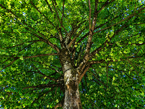 Sunlit tree canopy and branches.png