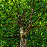 Sunlit tree canopy and branches