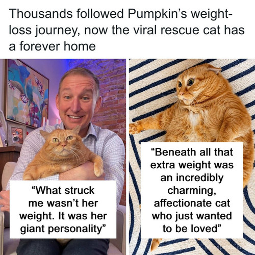 overfed pumpkin cat finds loving home.jpg