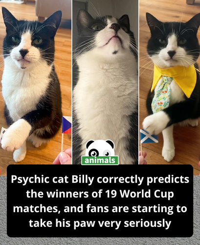 905. “As a cat he doesn’t seem to be bothered that he’s an online influencer.”.png