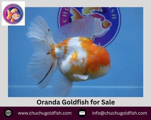 Oranda Goldfish for Sale.jpg