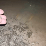 11.gif