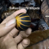 3333.gif
