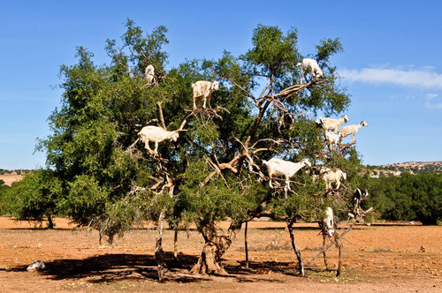 hero argan morocco.jpg