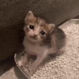 image0 2.gif