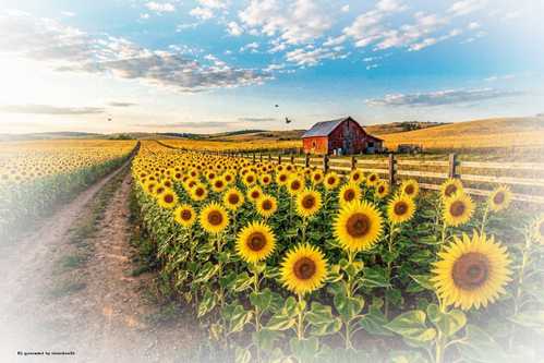 fields of sunflowers Kopie (2)