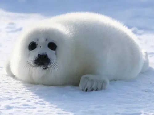 harp seal pup.webp