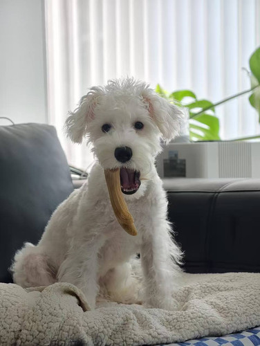 puppy.jpg