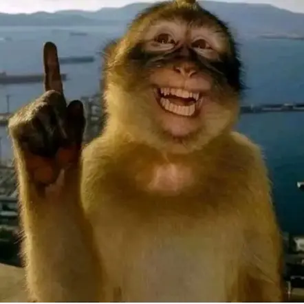 onmonkey 1.webp