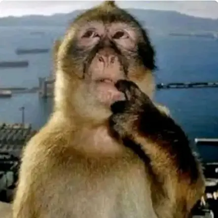offmonkey 1.webp