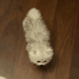 IMG 7656.gif