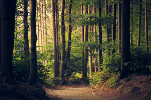 forest mist.1