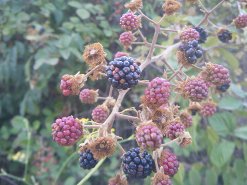 DSCF0036.jpg