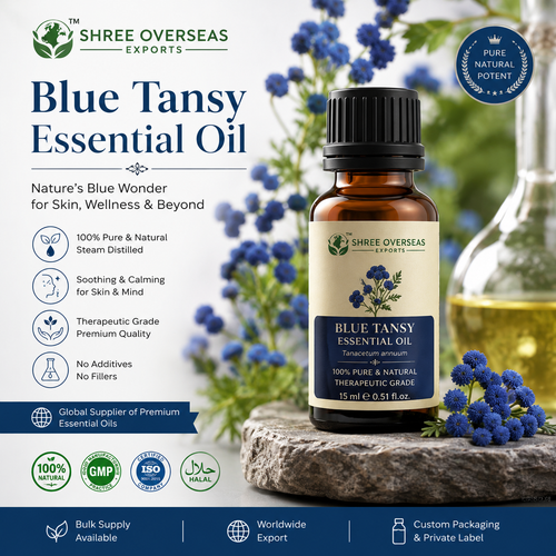 Private Label Blue Tansy Essential Oil Manufacturer A Complete B2B Sourcing Guide.png