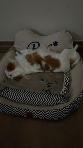 bob sleep.1