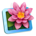 lilyview.png