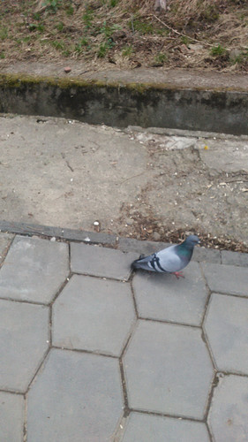 IMG 20150501 132605.jpg