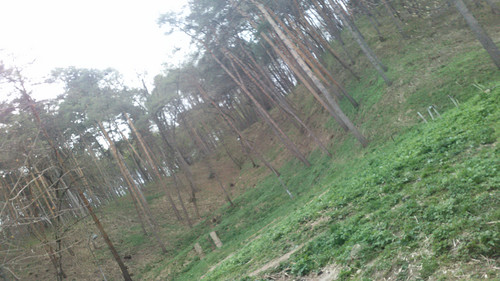 IMG 20150501 150713.jpg