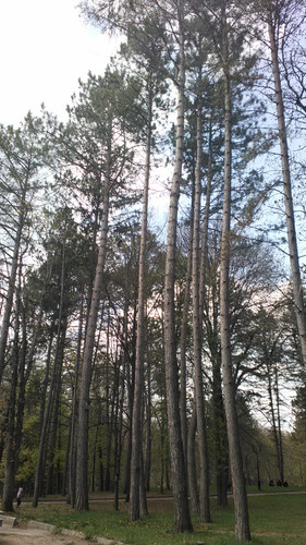 IMG 20150501 133422.jpg