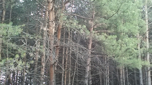 IMG 20150502 111018.jpg