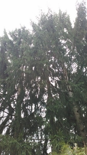 IMG 20150502 074018.jpg