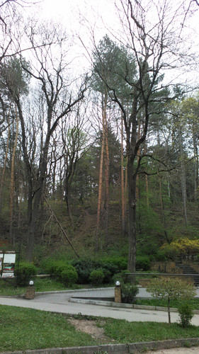 IMG 20150502 074155.jpg