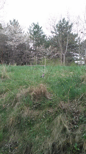 IMG 20150502 083110.jpg