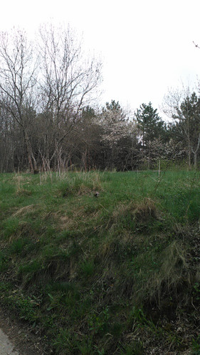 IMG 20150502 083102.jpg