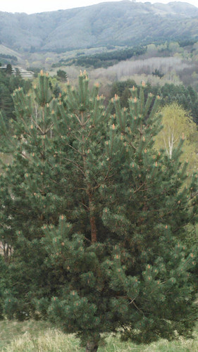 IMG 20150502 085140.jpg