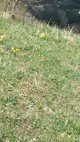 IMG 20150502 101831.jpg
