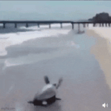 1000003874.gif
