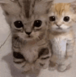 image0 ezgif.com optimize.gif