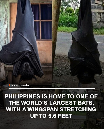 img facts.jpg