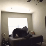 6F569A32 B786 4156 8C17 3494CA3BC892.gif