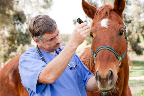 Weekend Horse Barn Care Jobs.jpg