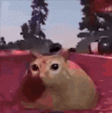 cat kitty拷貝3.gif