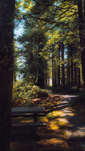 Pathways Through Paradise Serene Forest Walk.jpg