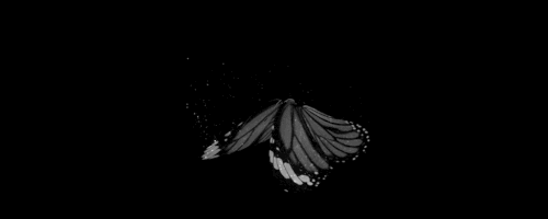 2385.gif