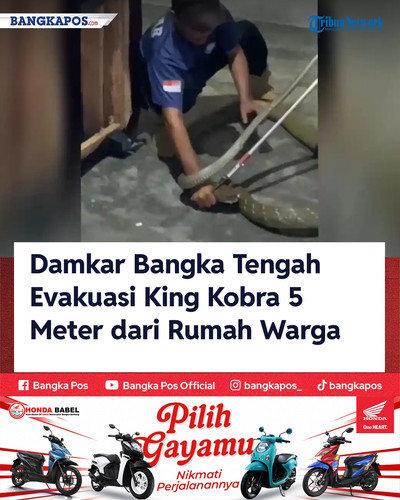 IG HONDA 20260811 102230 Damkar Bangka Tengah Evakuasi King Kobra.jpg