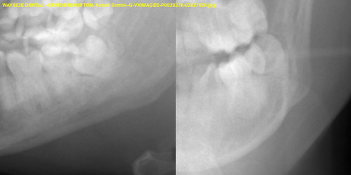 Anneli Somlo G VXIMAGES P0028276 02827600.jpg