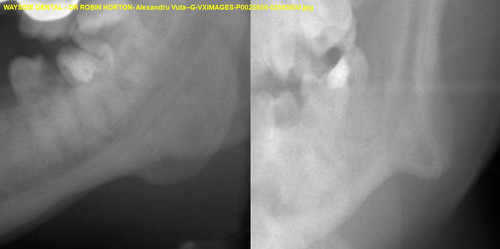 Alexandru Vuta G VXIMAGES P0025856 02585600.jpg