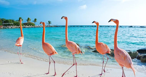 Aruba.jpg