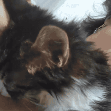 Valentina with kitten.gif