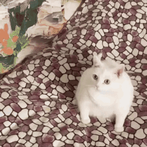 cat vomit.gif
