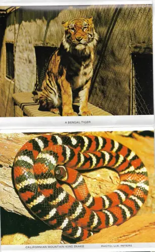 postcard4.webp