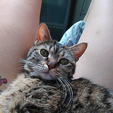 Valentina Chochanova nude with cat